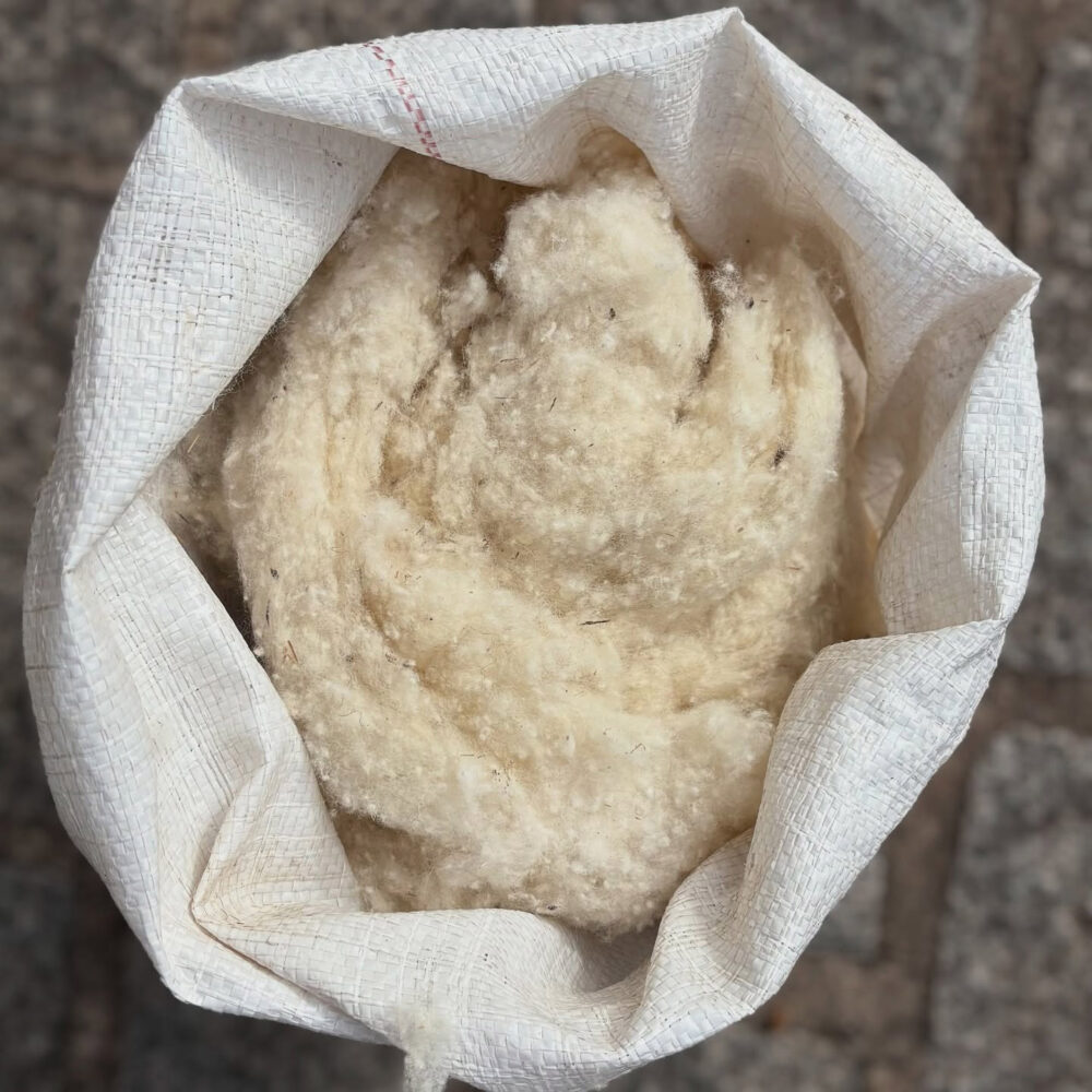 Blouse (relleno)